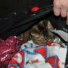 Silly Artemis was IN the trash bag with all of the Christmas wrapping paper!