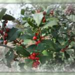 Photo Assignment 12/11/10: Shapes. Holly, nature's very own Christmas tree decorated with beautiful red ornaments. Thanks Rose!