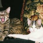 Photo Assignment 12/12/10: A Whole Lot of Happy. Artemis just couldn't stop laughing. Scout never did get the joke ;)