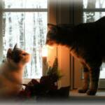 Photo Assignment 12/17/10: Warm Glow. You may remember this picture from last winter. So appropriate for today's photo prompt -- Scout and Artemis caught enjoying the warmth of the candle glow as the snow flies outside.