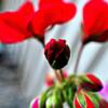 Photo Assignment: Changing of the Guard (capture transition). Another morning on my porch in my PJs ... with my camera! Can't think of a better way to start the day! I love the 'transition in action' in this picture - from bud to bloom to blossom. Happy Friday!