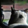 Photo Assignment: Exclamation Point. A purr-fect spot of color!