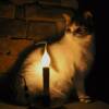 Photo Assignment: Ambient Yellow. It's a dark, rainy morning here today. The glow if the nightlight and a curious Scout caught my eye ..