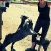 When billy goats attack ...